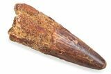 Fossil Spinosaurus Tooth - Real Fossil Tooth #372860-1